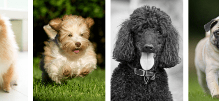 Choosing the Right Pet for Your Lifestyle